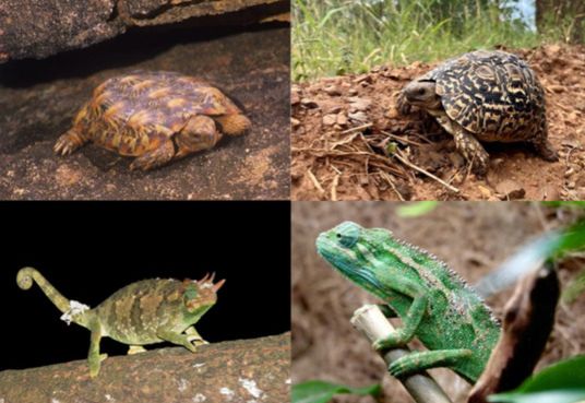 Study Reveals Sharp Rise in Kenya’s Live Reptile Exports to Global Markets