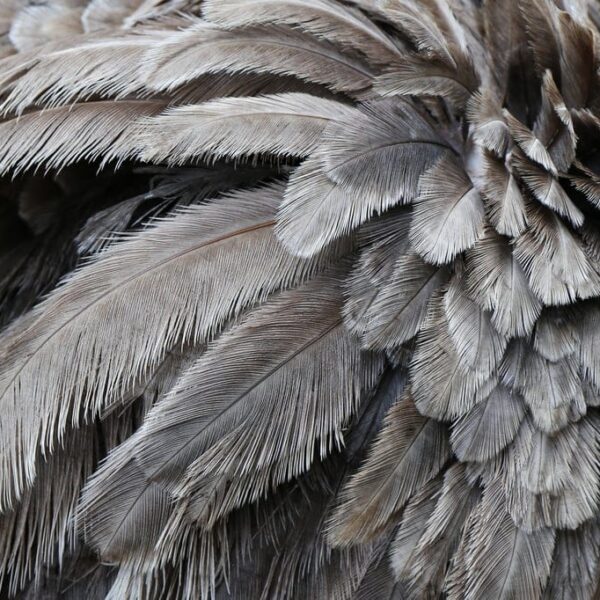Investigation Exposes Alleged Cruelty Behind Fashion’s Ostrich Feathers