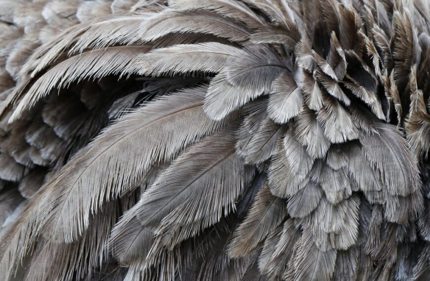 Investigation Exposes Alleged Cruelty Behind Fashion’s Ostrich Feathers