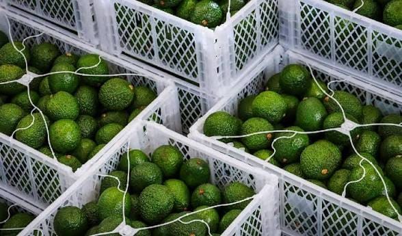 Avocado Export Crackdown Puts Kenyan Farmers on Edge